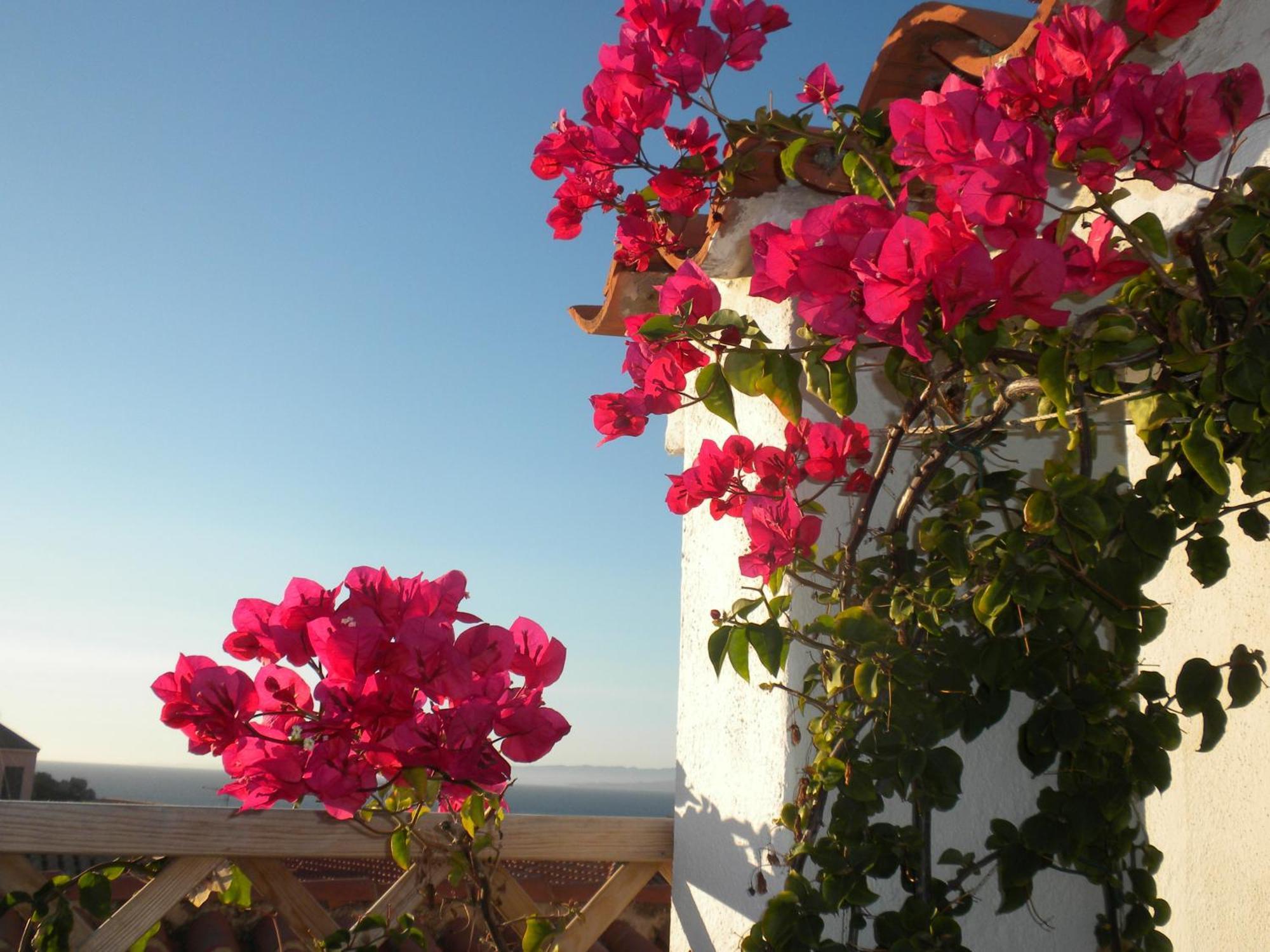 Domus De Janas Bed & Breakfast Santa Teresa Gallura Bagian luar foto